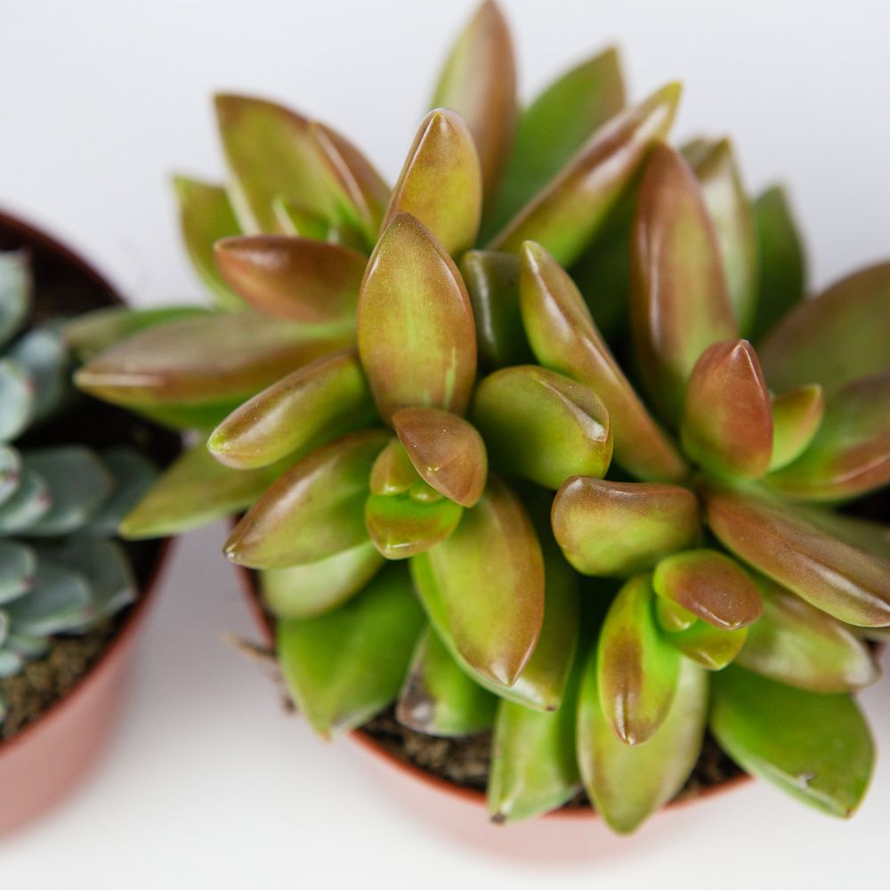 Суккулент микс Succulenten mix 10/8,5 — комнатное растение купить в ...