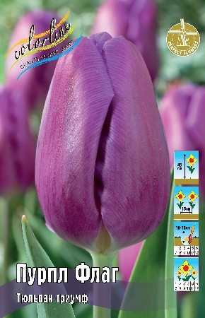 Тюльпан Пурпл Флаг Tulip Purple Flag 11/12 3шт, капер, Колорлайн