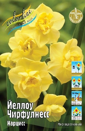Нарцисс Йеллоу Чирфулнесс Narcissus Yellow Cheerfulness 12/14 5шт, капер, Колорлайн