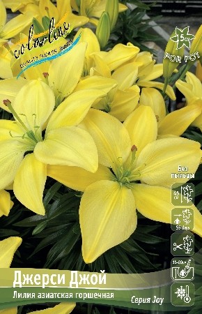 Лилия Джерси Джой Lilium Jersey Joy 10/12 2шт, капер, Колорлайн