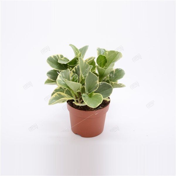 Пеперомия туполистная Вариегата Peperomia obtusifolia Variegata 10/8,5 ...