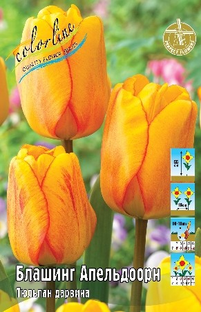 Тюльпан Блашинг Апельдорн Tulip Blushing Apeldoorn 11/12 3шт, капер, Колорлайн