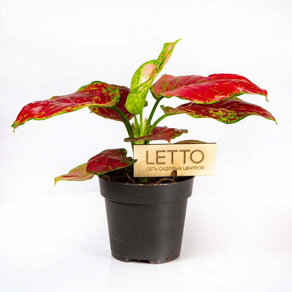 Аглаонема Фламинго Aglaonema Flamingo 30/12 — комнатное растение купить ...