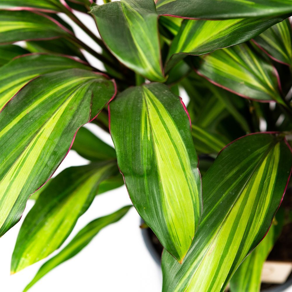 Кордилина кустарниковая Киви Cordyline fruticosa Kiwi 55/19 — комнатное ...