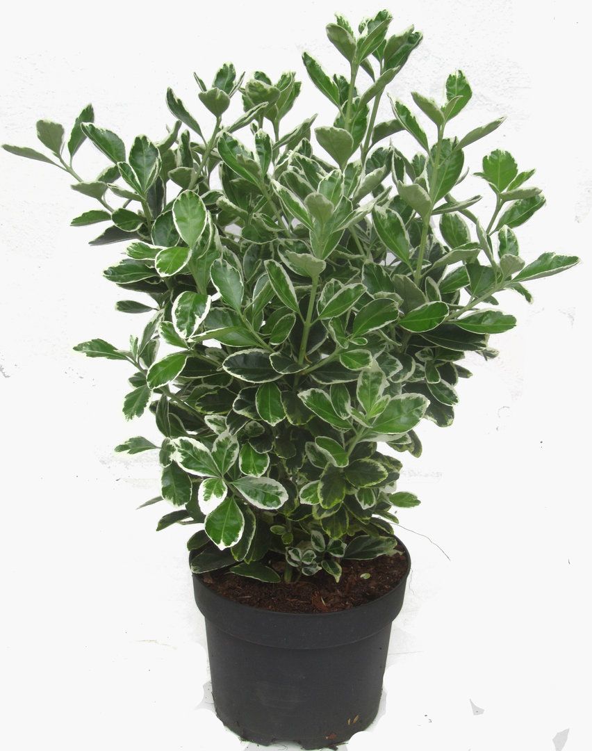 Бересклет японский Kathy с3 20/30 Euonymus japonicus Kathy (И ...