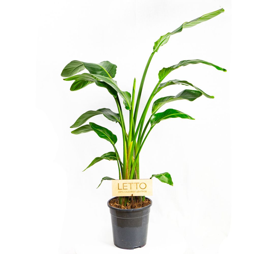 Стрелиция Николая Strelitzia nicolai 100/24 — комнатное растение купить ...