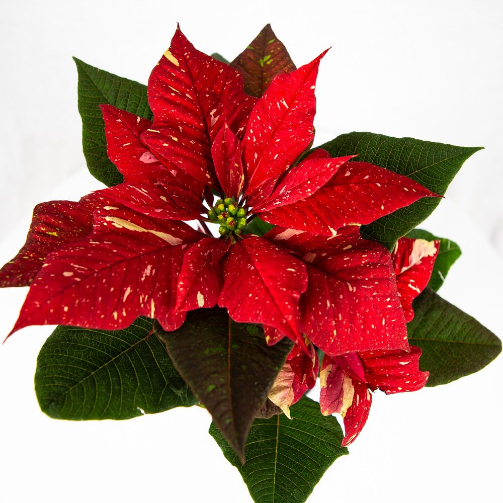Пуансеттия Euphorbia pulcherrima /13 h 30-35см — комнатное растение ...