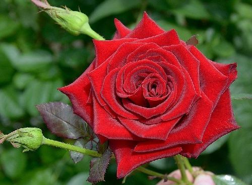 Роза магия фото и описание отзывы