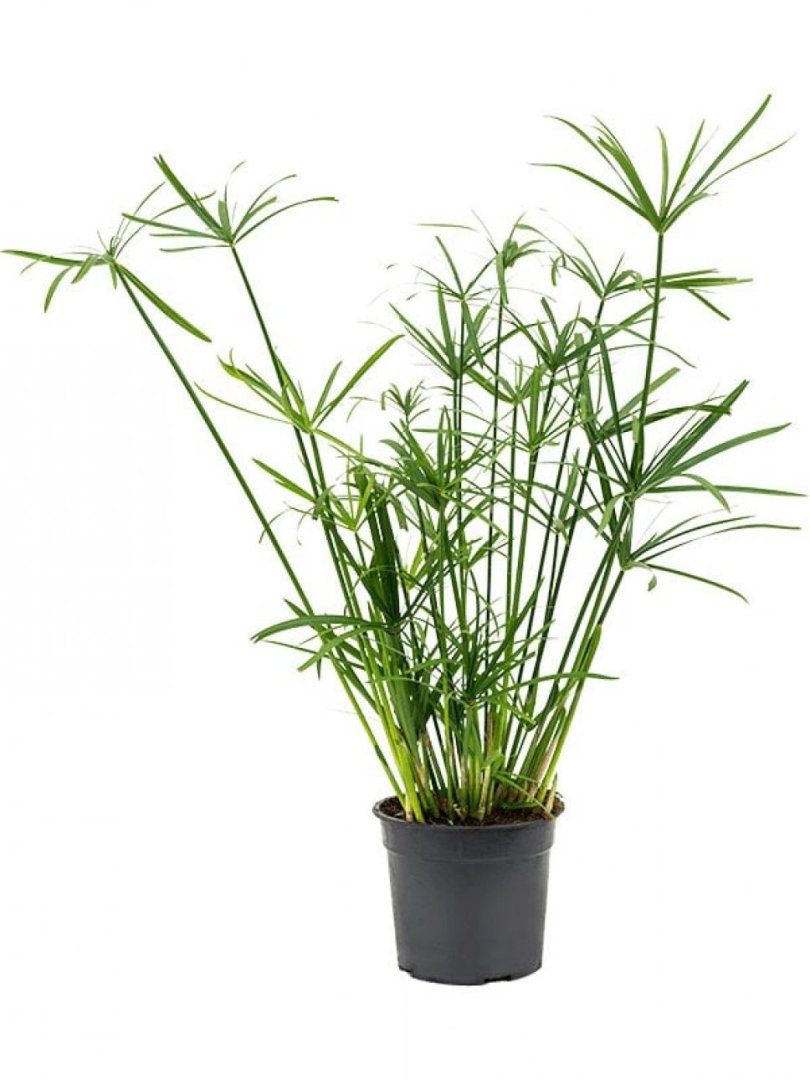 baquieu saatgut Kopfsalat 'Baquieu'