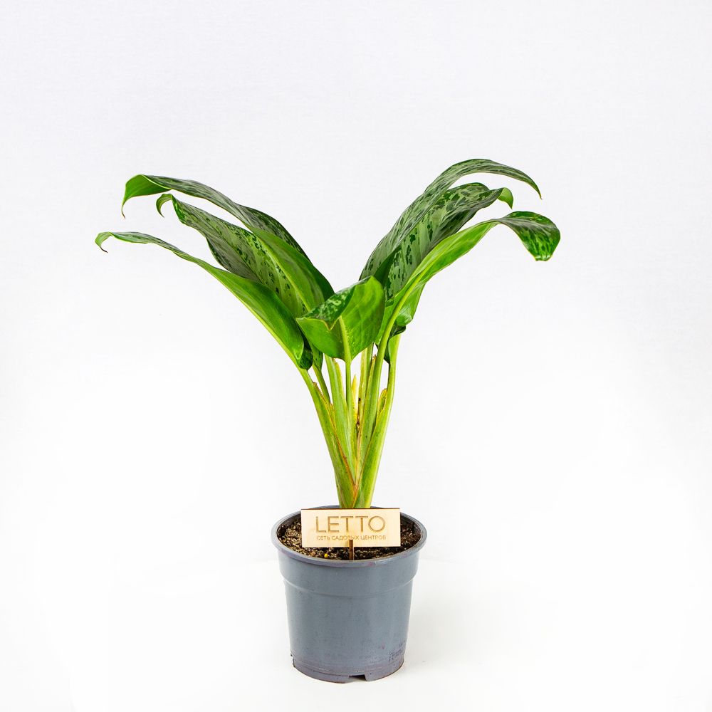 Аглаонема Гринлайт Aglaonema Greenlight 55/17 — комнатное растение ...