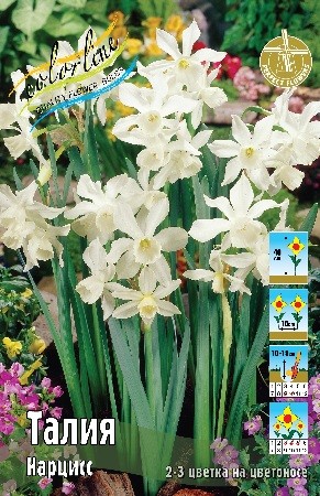 Нарцисс Талия Narcissus Thalia z10-12 8шт, капер, Колорлайн