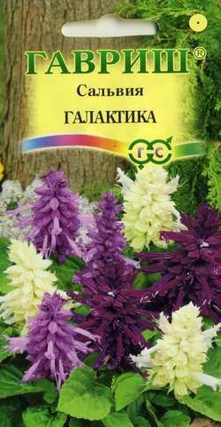 Сальвия Галактика, семена Гавриш 6шт