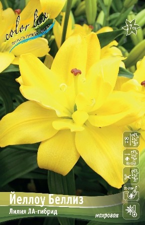 Лилия Йеллоу Беллиз Lilium Yellow Bellies 12/14 5шт, капер, Колорлайн