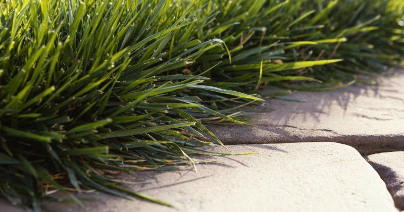 Как вырастить идеальный газон на своем участке?