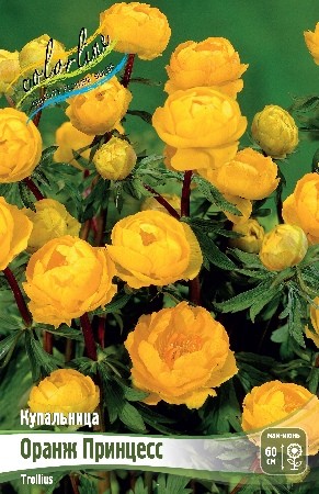 Купальница Оранж Принцесс Trollius Orange Princess I 1шт, капер, Колорлайн