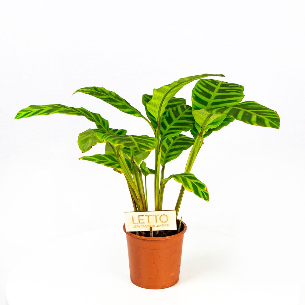 Калатея полосатая Calathea zebrina 50/14 — комнатное растение купить в ...