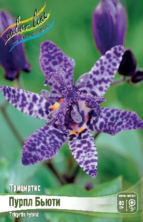 Трициртис Пурпл Бьюти Tricyrtis Purple Beauty I 2шт, капер, Колорлайн