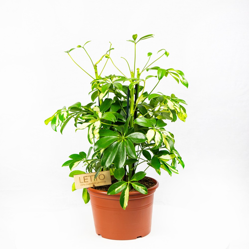 Шеффлера Герда 3 ствола Schefflera Gerda 3pp 50/21 (Н) — комнатное ...