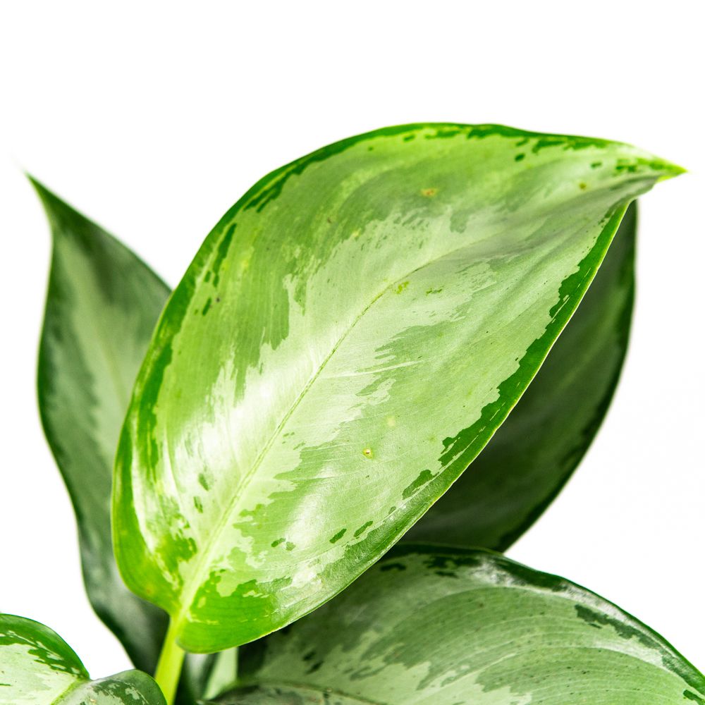 Аглаонема Сильверадо Aglaonema Silverado 50/17 — комнатное растение ...