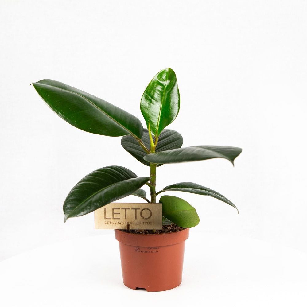 Фикус каучуконосный Робуста Ficus elastica Robusta 40/12. — комнатное ...