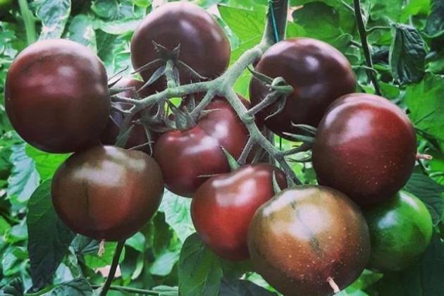 Виды Чёрных томатов  и их особенности: