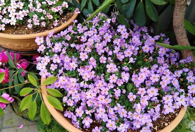 БАКОПА- идеальный цветок для подвесных корзин!