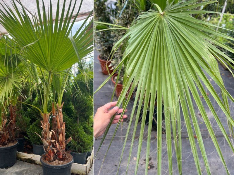 Пальма Вашингтония - это настоящая жемчужина растительного мира.