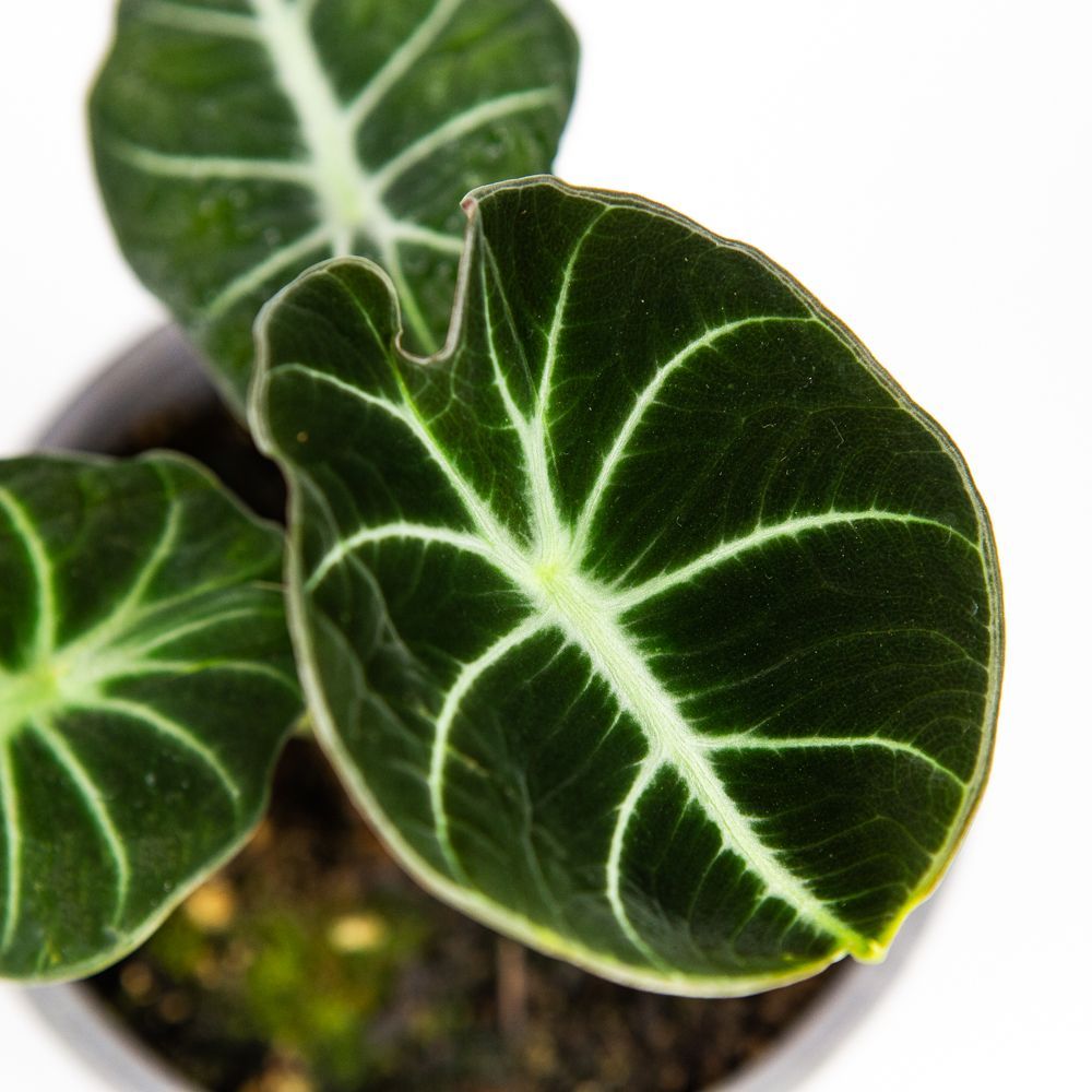 Алоказия в ассортименте Alocasia /12 — комнатное растение купить в ...