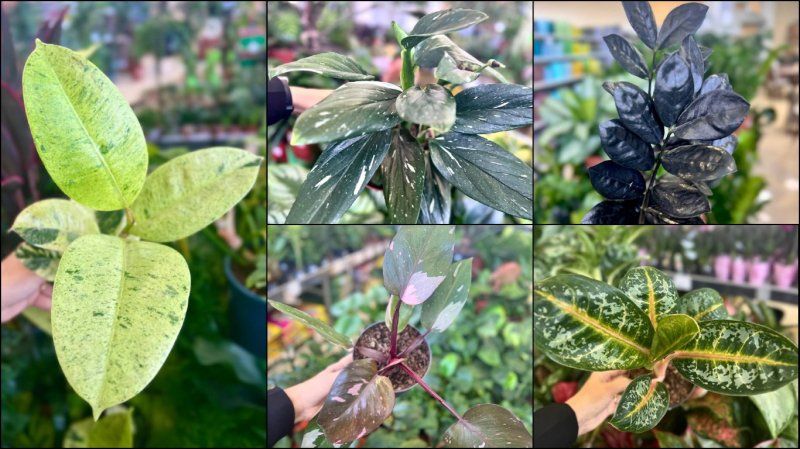 LETTO предлагает широкий ассортимент модных комнатных растений.