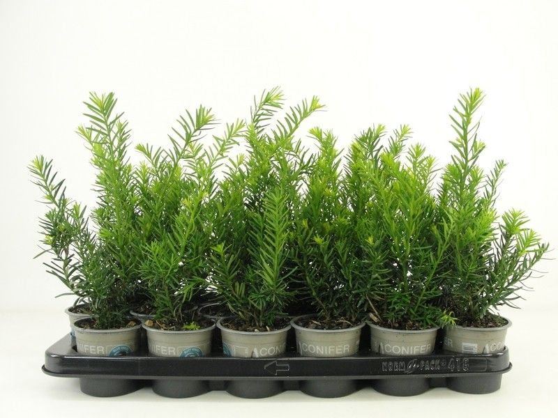 thuja smaragd stirbt ab Purgrn Thuja-Smaragd-Dnger 1 kg