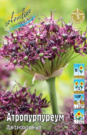 Лук декоративный Атропурпуреум Allium atropurpureum 7/8 10шт, капер, Колорлайн
