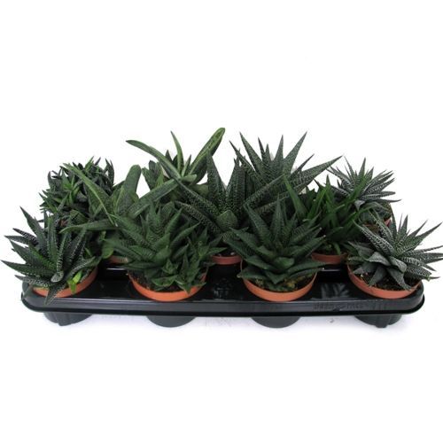 Хавортия микс Haworthia mix 15/8 — комнатное растение купить в интернет ...