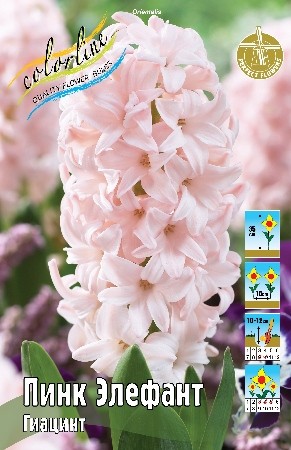 Гиацинт Пинк Элефант Hyacinthus Pink Elephant 14/15 3шт, капер, Колорлайн 