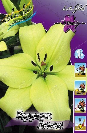 Лилия Геррит Залм Lilium Gerrit Zalm 12/14 2шт, капер, Колорлайн ...