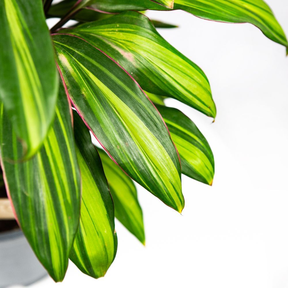 Кордилина кустарниковая Киви Cordyline fruticosa Kiwi 55/19 — комнатное ...