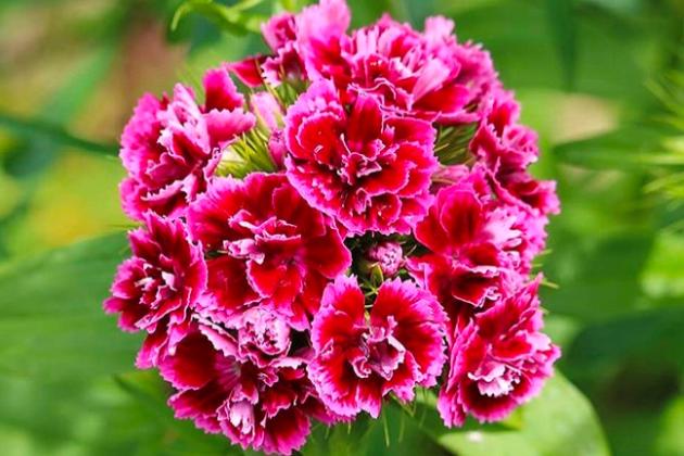 СЕМЕНА ТУРЕЦКОЙ ГВОЗДИКИ: посев многолетника в открытый грунт.