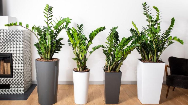 Замиокулькас. Уход в домашних условиях.