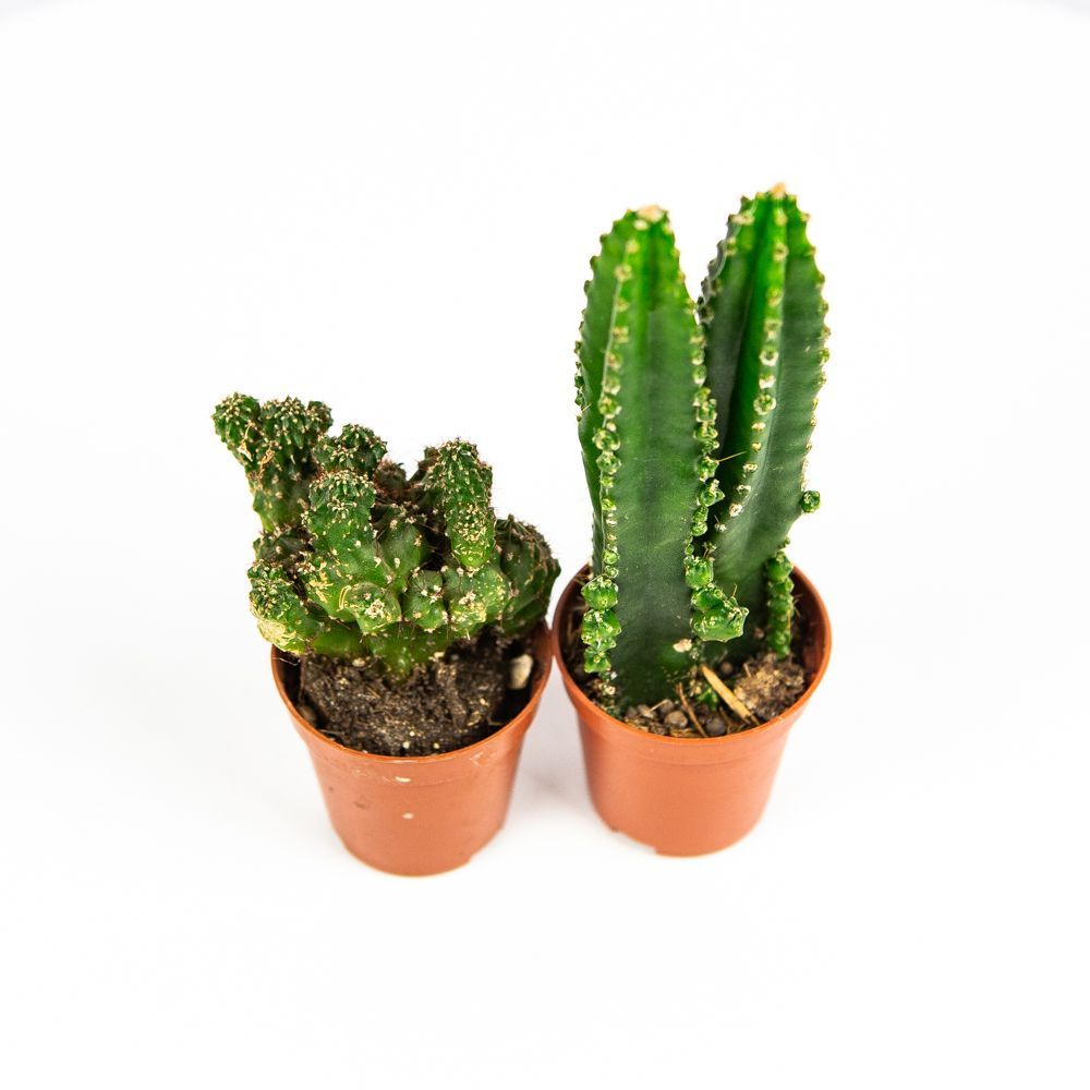 Кактус люкс микс Cactus luxe mix 5/5 — комнатное растение купить в ...