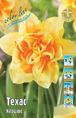 Нарцисс Техас Narcissus Texas 12/14 5шт, капер, Колорлайн