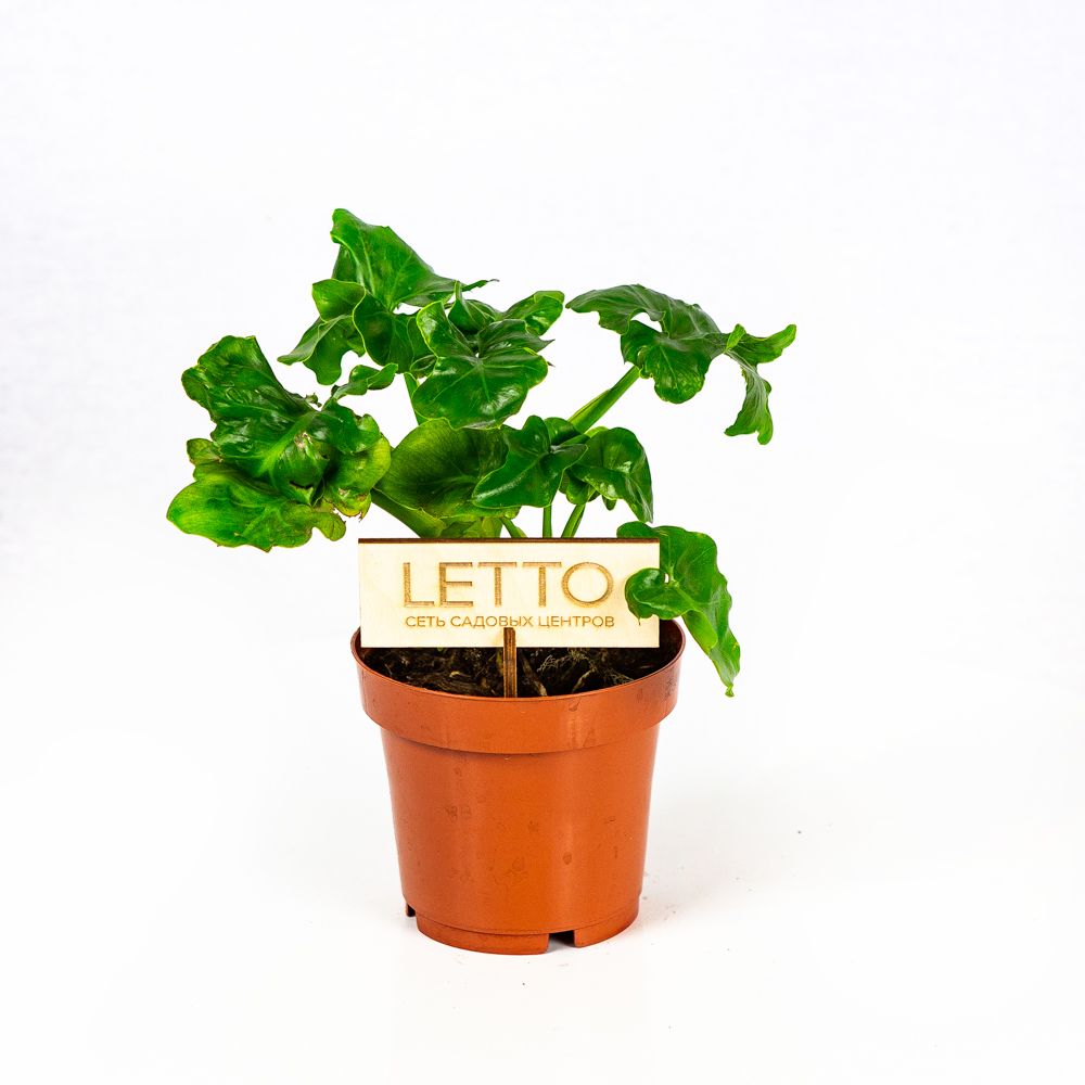 Филодендрон Атом Philodendron Atom 25/12 — комнатное растение купить в ...