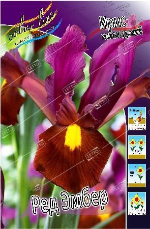 Ирис Голландский Ред Эмбер Iris hollandica Red Ember 6/7 5шт, капер, Колорлайн
