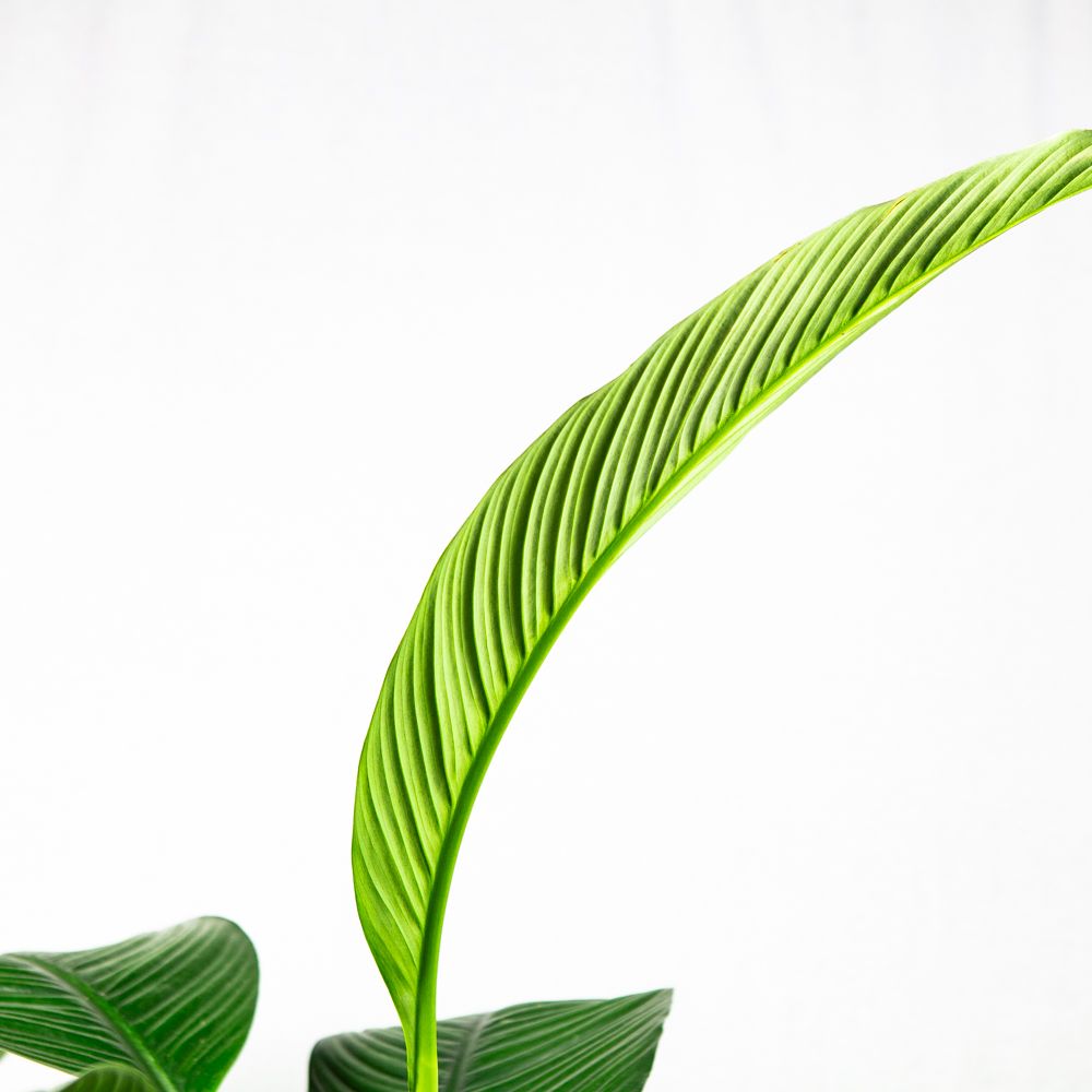 Спатифиллум Сенсация Spathiphyllum Sensation 135/24 (Н) — комнатное ...