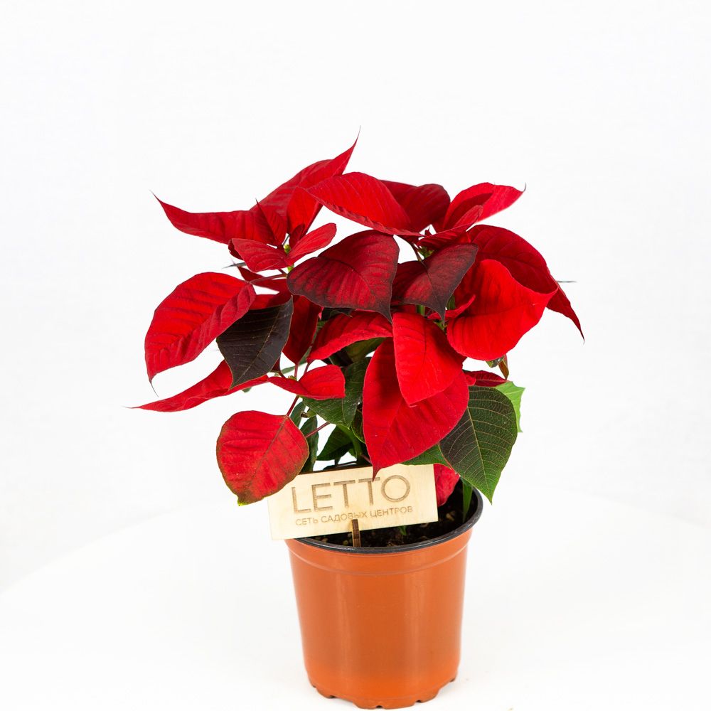 Пуансеттия микс Euphorbia pulcherrima mix /13 — комнатное растение ...