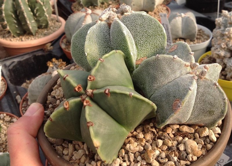 Астрофитум: уход в домашних условиях, пересадка и размножение, виды