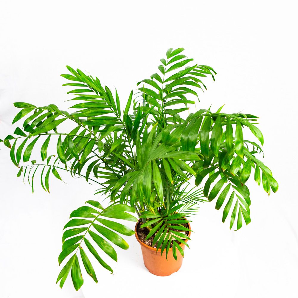 Хамедорея изящная Chamaedorea elegans 80/18 — комнатное растение купить ...
