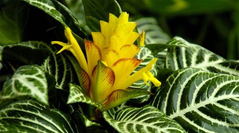 Афеландра: уход в домашних условиях, размножение и пересадка