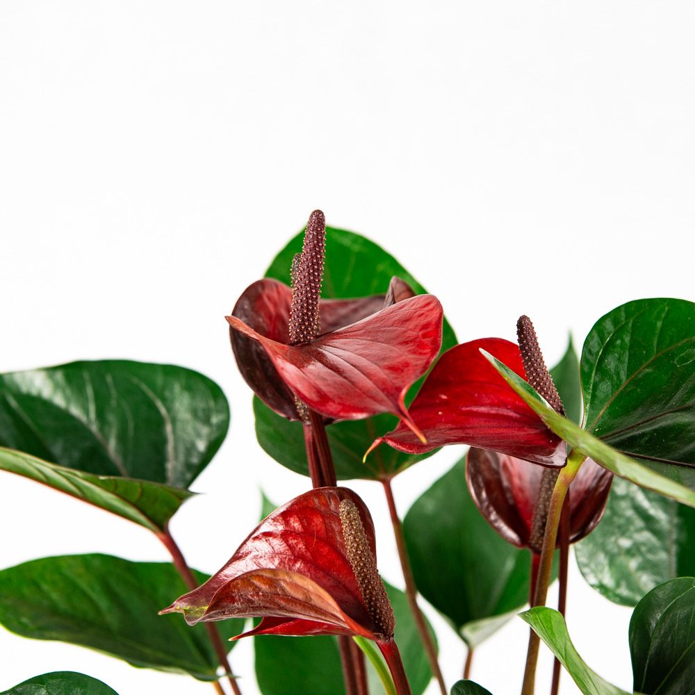Антуриум Андре Адиос Ред Anthurium andraeanum Adios Red 7+ 55/17 ...