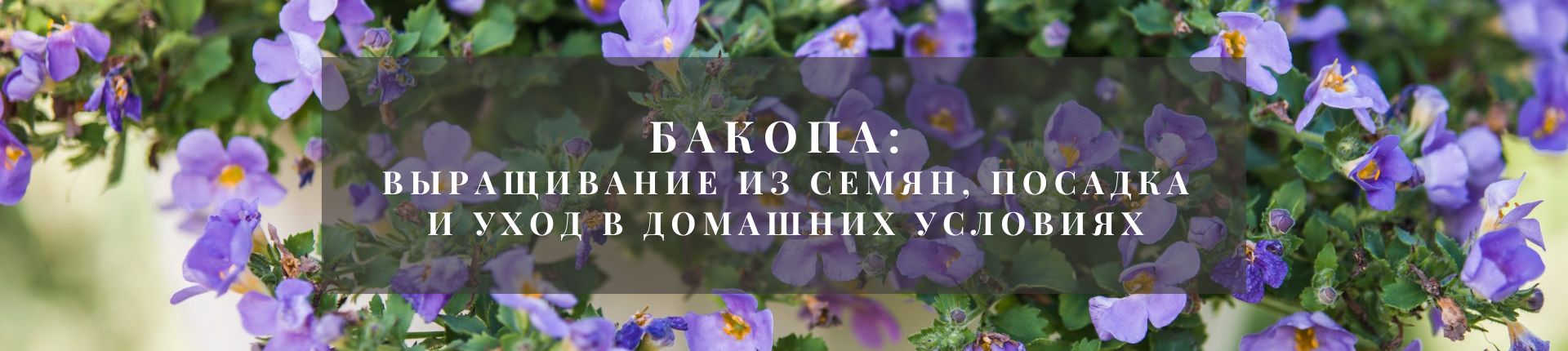Бакопа Бакопа