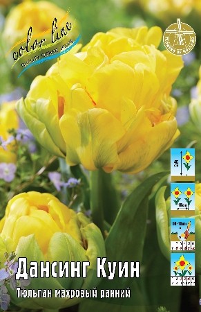 Тюльпан Дансинг Куин Tulip Dancing Queens 11/12 2шт 