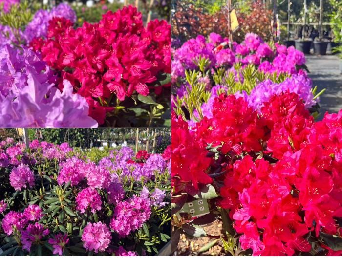 Цветение рододендронов просто сногсшибательно!!